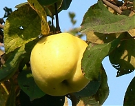 Яблоня «Антоновка»